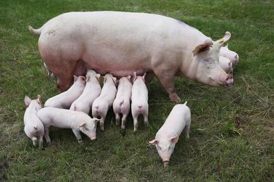 哺乳母猪饲料添加剂