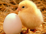 蛋雏鸡饲料添加剂