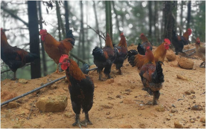 福建闽清毛脚鸡,九分鲜生为您精选的"营养鸡"! - 九分田溯源